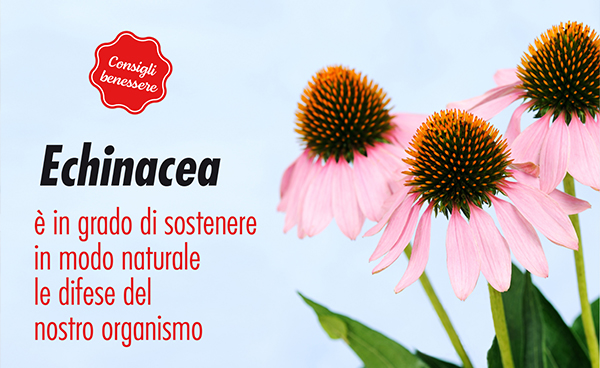 Echinacea
