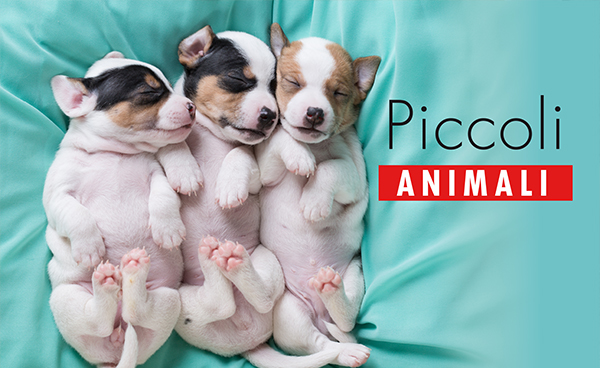 Piccoli animali