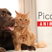 PICCOLI ANIMALI